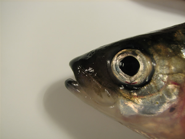 What fish is this goldeneye? - Lake St. Clair Fishing Reports and