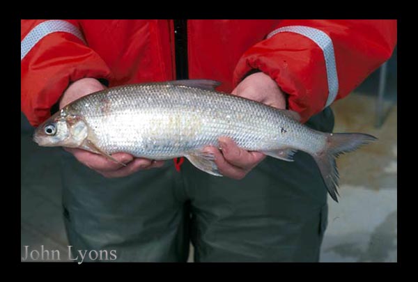 Photo: Lake Whitefish photo taken by John Lyons, Wisconsin DNR