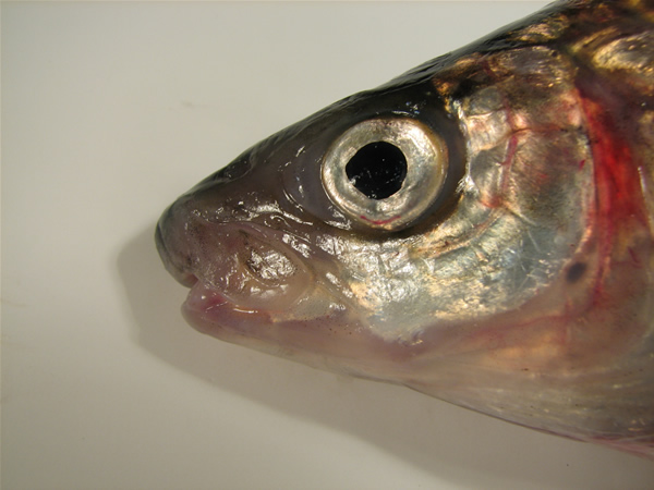 Photo: Lake whitefish depicting snout overhanging its lower jaw