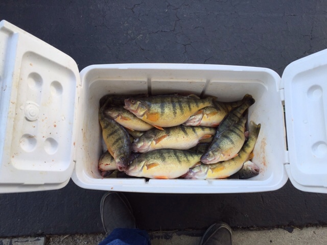 Sturgeon Point perch - Lake Erie Fishing Reports - Lake Erie United -  Walleye, Bass, Perch Fishing Forum