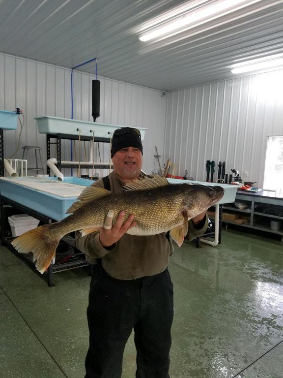 Allegany Reservoir Walleye - Lake Erie Fishing Reports - Lake Erie