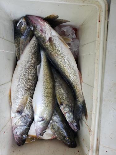 Sturgeon walleyes.jpg