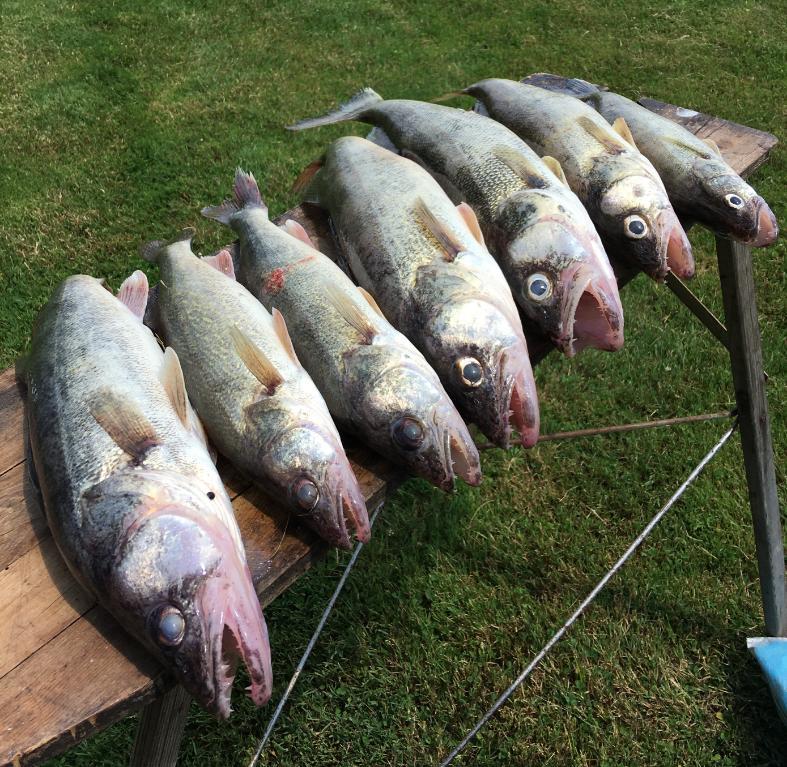 20LB Walleye Copper Fishing Wire from Blood Run Fishing