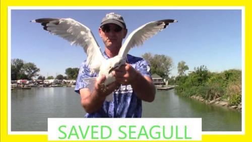 SeagullSmall.thumb.jpg.275099e0f341617486524c2c359e3c74.jpg