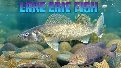 Lake Erie Fish Thumbnail.jpg