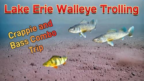 Walleye Thumbnail.jpg